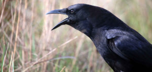 A smart crow sitting on a branch, showing signs of problem-solving intelligence