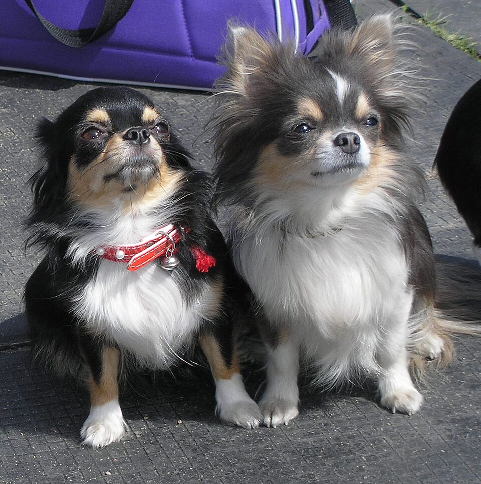 Small dog breeds that stay tiny all their lives