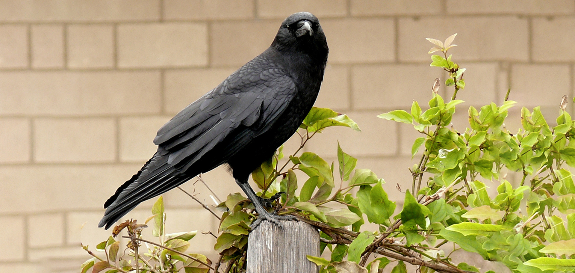 A smart crow sitting on a branch, showing signs of problem-solving intelligence