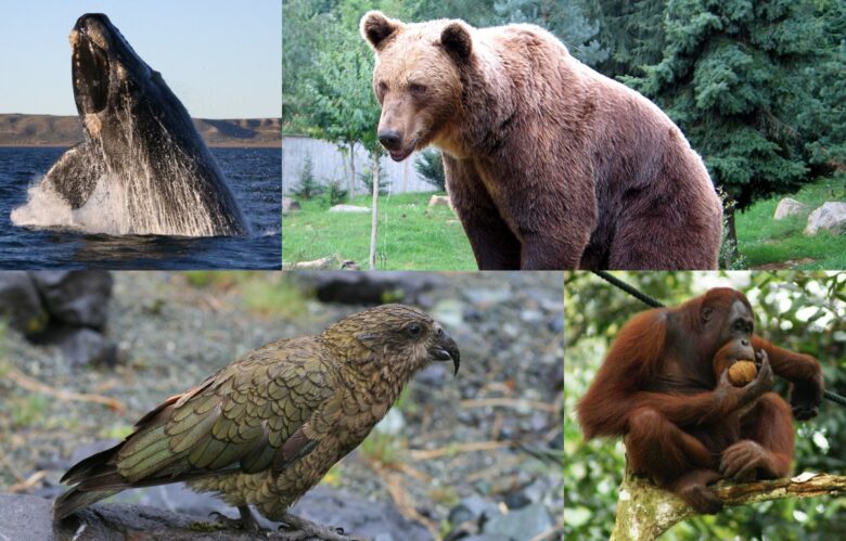 Most intelligent wild animals in the world