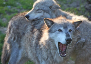 A wild wolf howling in the forest, communicating with its pack