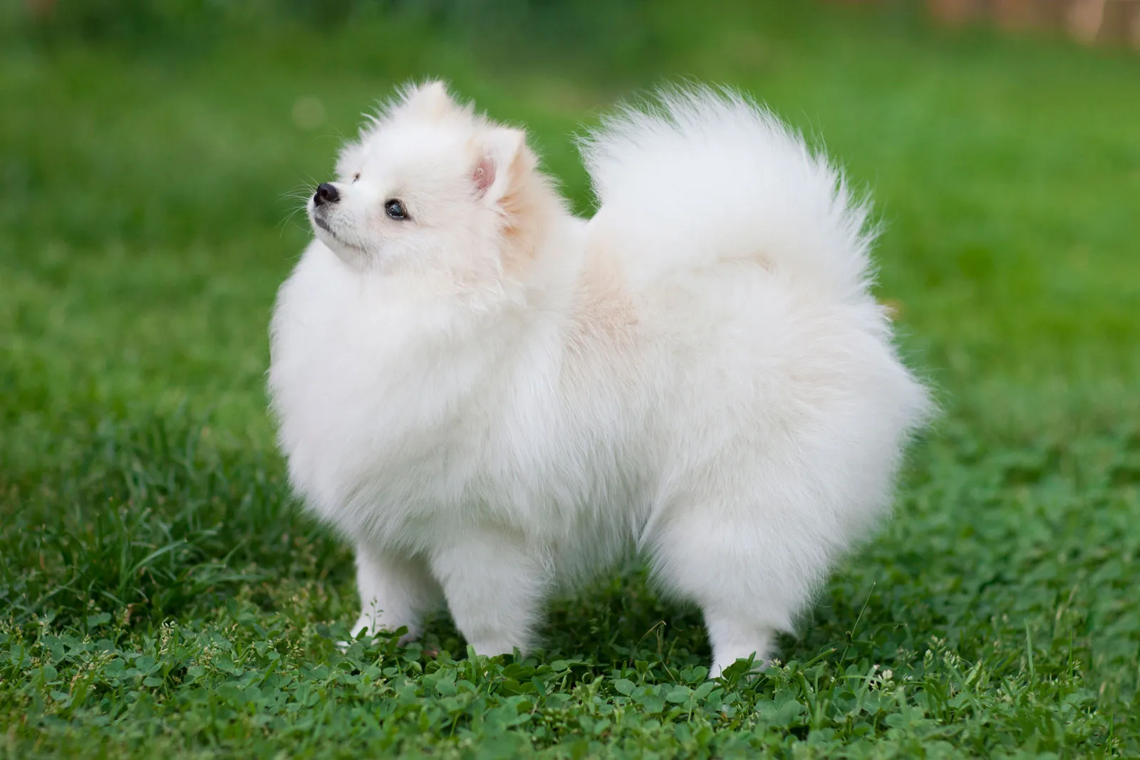 Small dog breeds that stay tiny all their lives